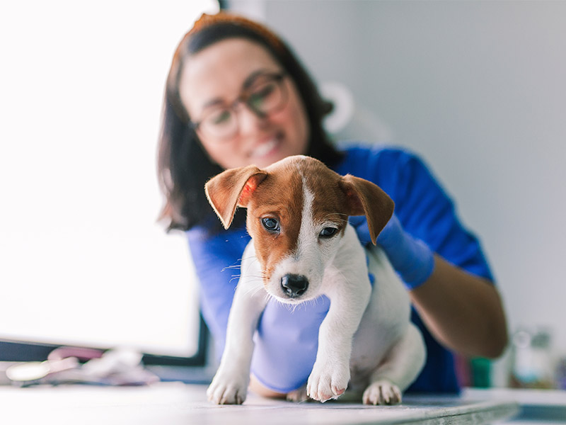 AUXILIAR DE MEDICINA VETERINÁRIA: CUIDANDO DOS ANIMAIS COM AMOR E RESPONSABILIDADE